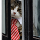 Image for article titled Ecuador Tells Julian Assange He Needs to Take Care of His Damn Cat